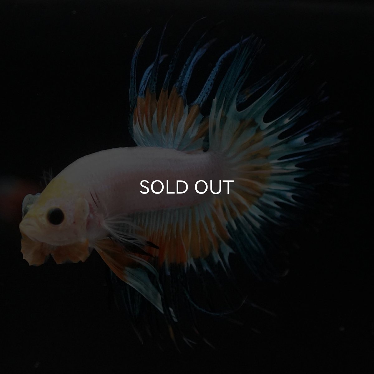 画像6: CT ホワイトファンシー (6)