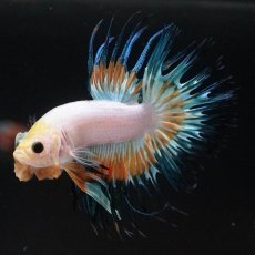 画像6: CT　ホワイトファンシー (6)