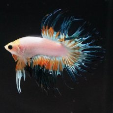 画像5: CT　ホワイトファンシー (5)