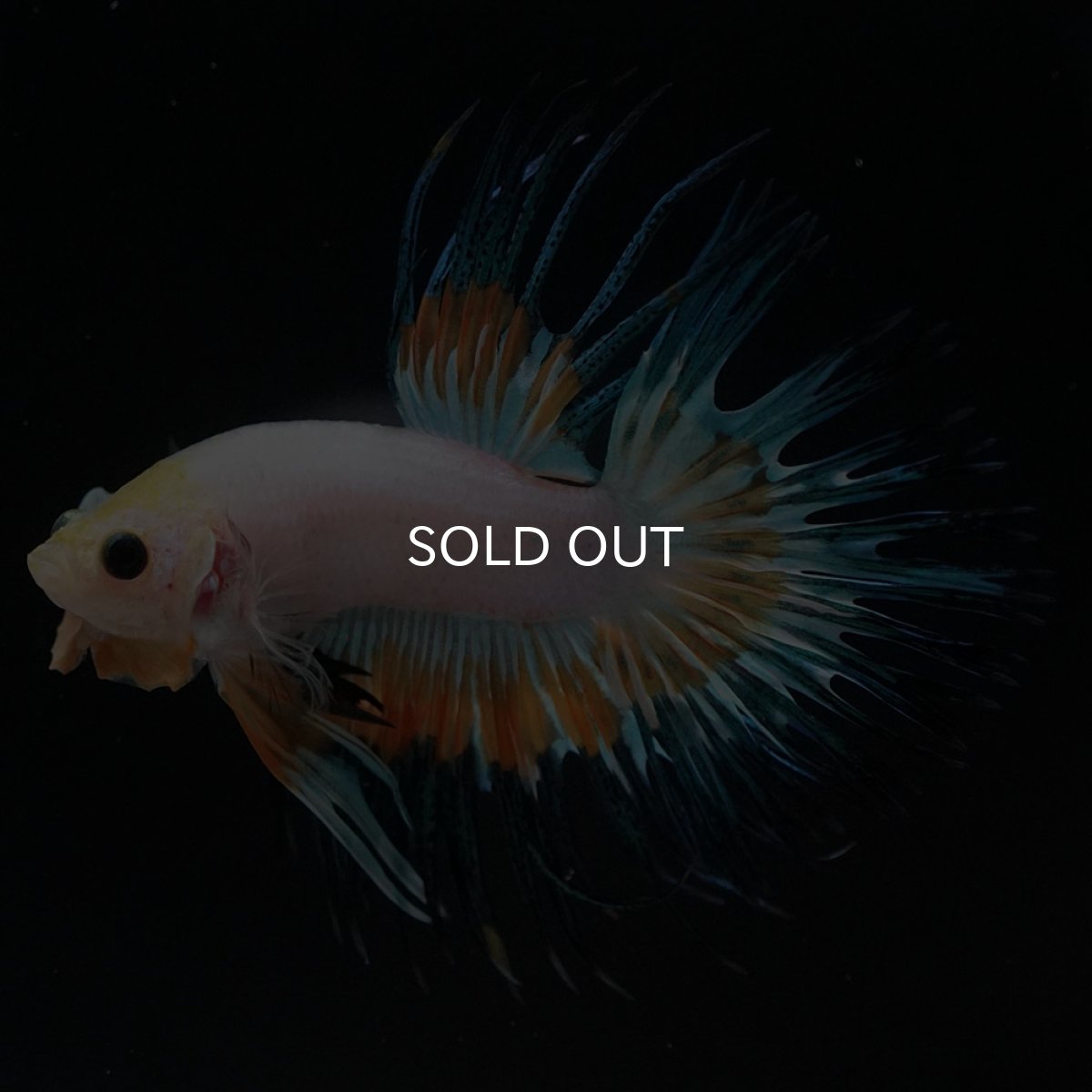 画像2: CT ホワイトファンシー (2)