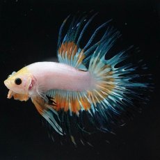 画像2: CT　ホワイトファンシー (2)