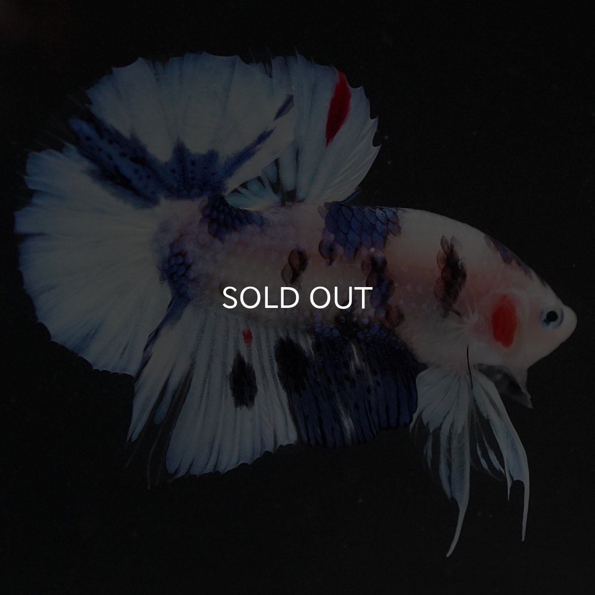 画像2: HMPK ホワイトブルーファンシー (2)