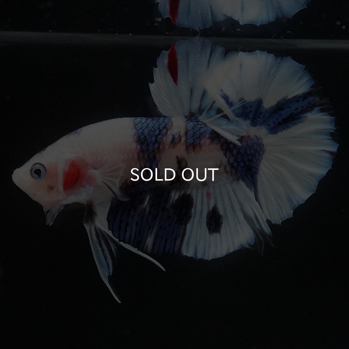 画像8: HMPK ホワイトブルーファンシー (8)