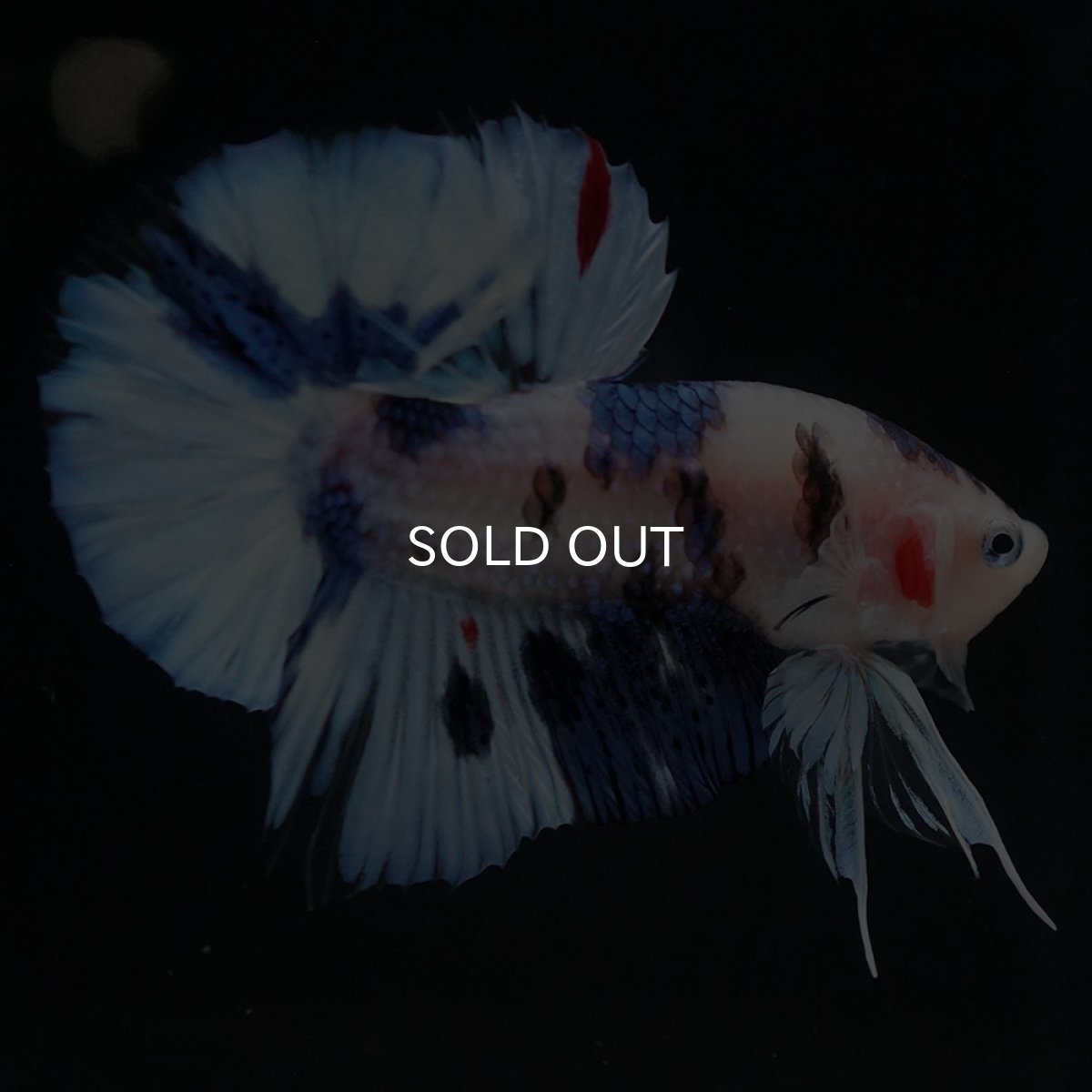 画像6: HMPK ホワイトブルーファンシー (6)