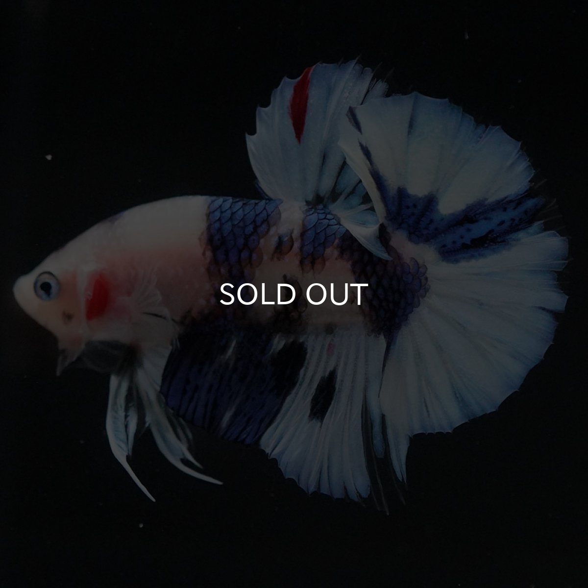 画像7: HMPK ホワイトブルーファンシー (7)