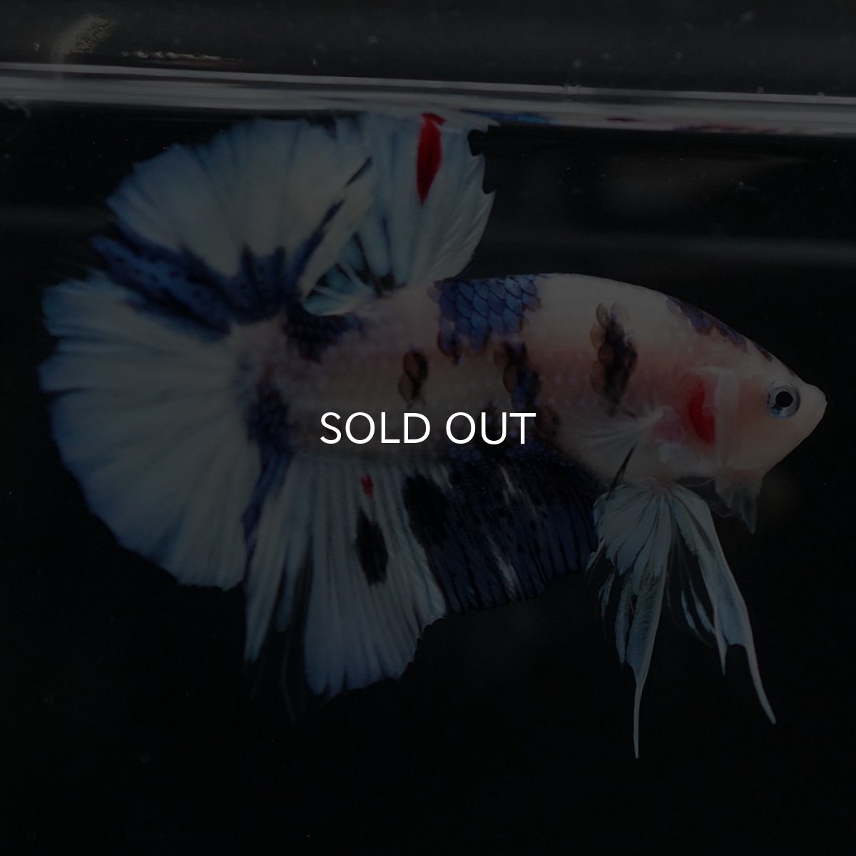 画像4: HMPK ホワイトブルーファンシー (4)