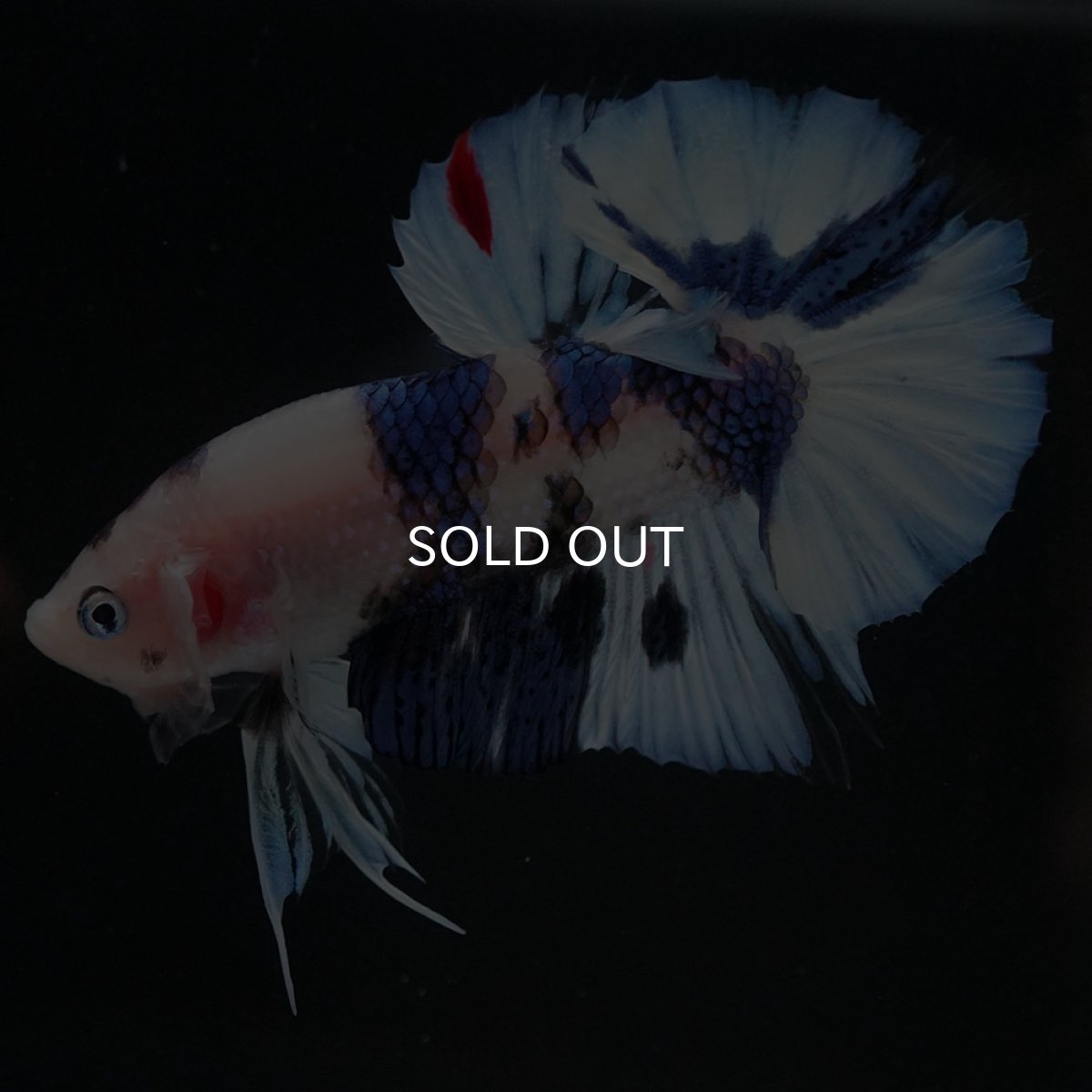 画像5: HMPK ホワイトブルーファンシー (5)