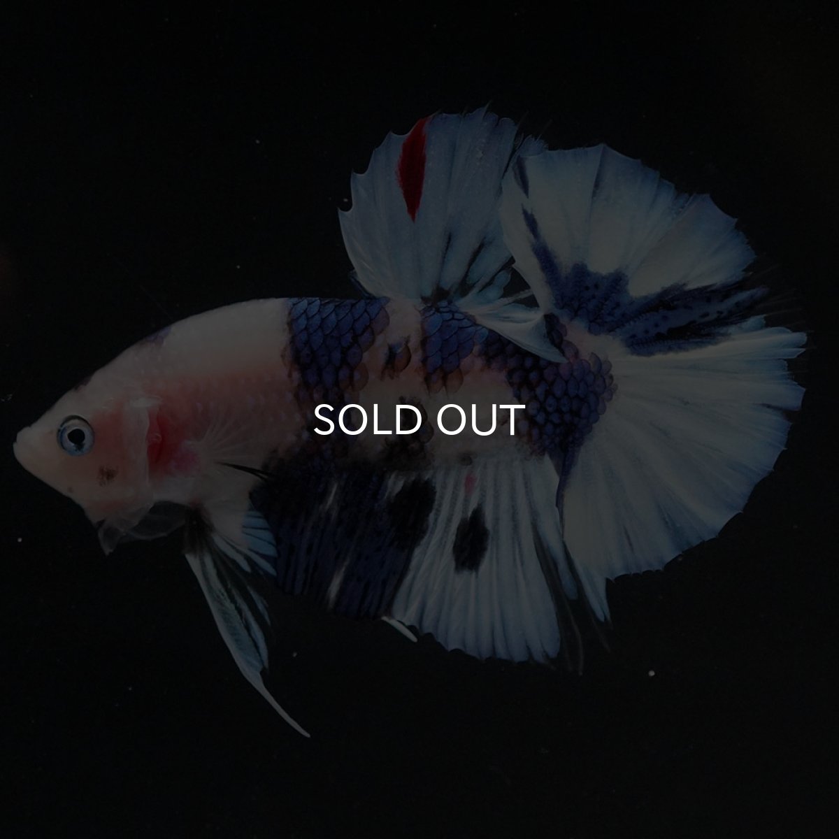 画像3: HMPK ホワイトブルーファンシー (3)