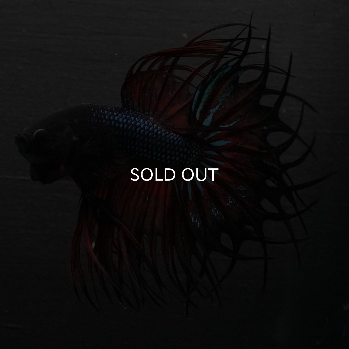 画像2: KCT　マスタード (2)