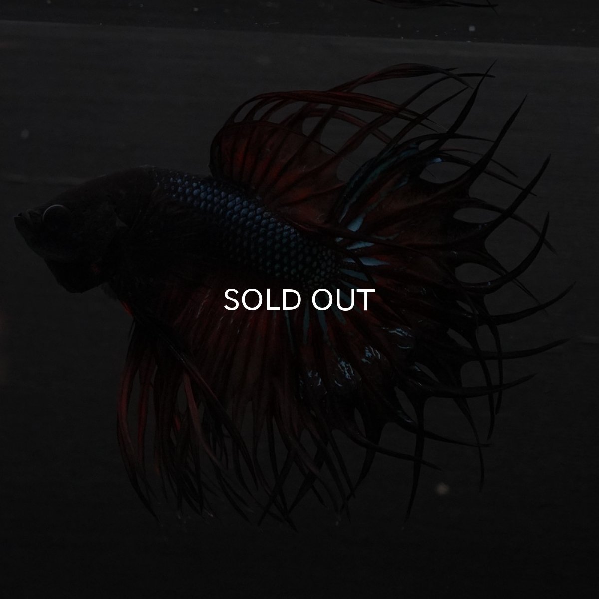 画像4: KCT　マスタード (4)