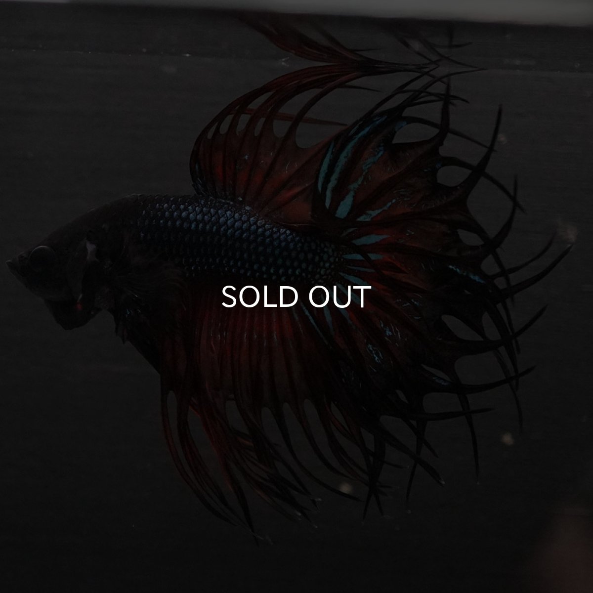 画像9: KCT　マスタード (9)