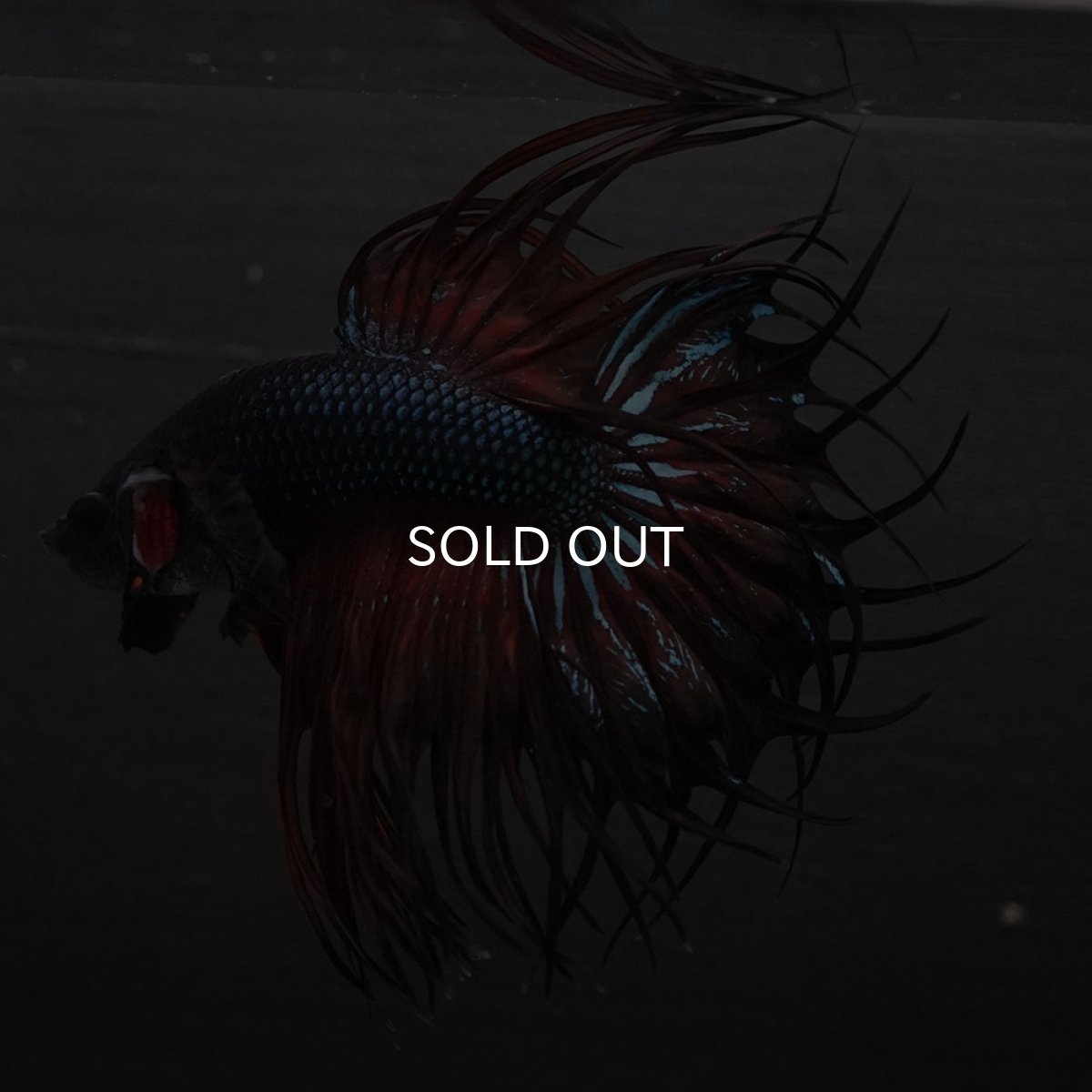 画像8: KCT　マスタード (8)