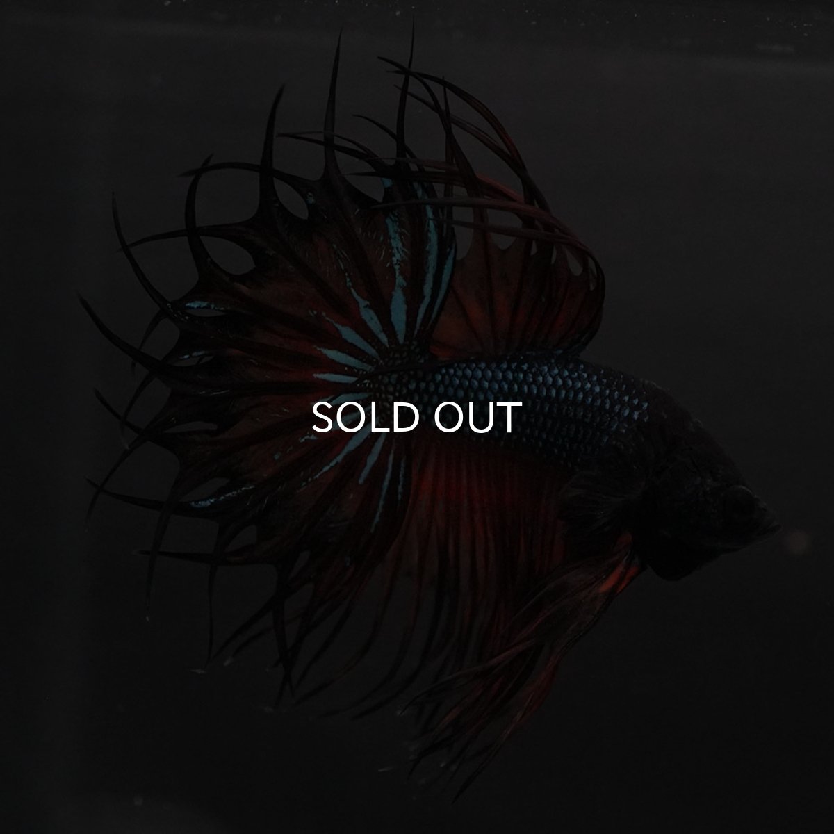 画像7: KCT　マスタード (7)