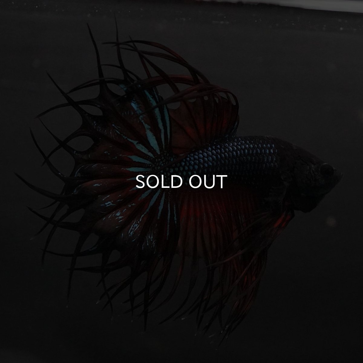 画像5: KCT　マスタード (5)