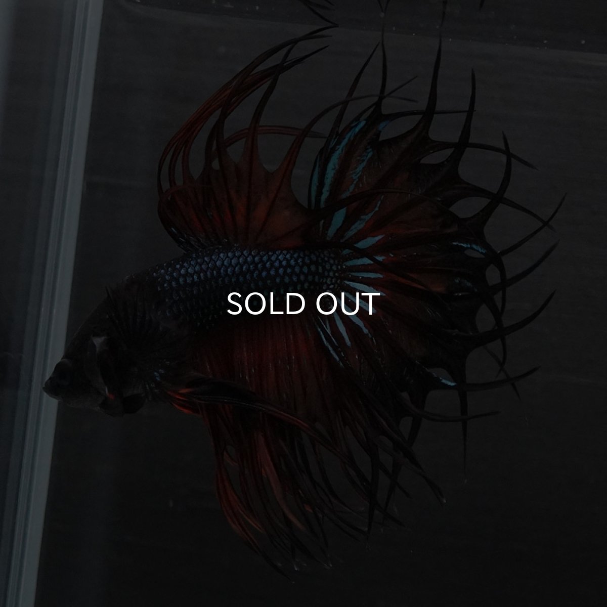 画像6: KCT　マスタード (6)