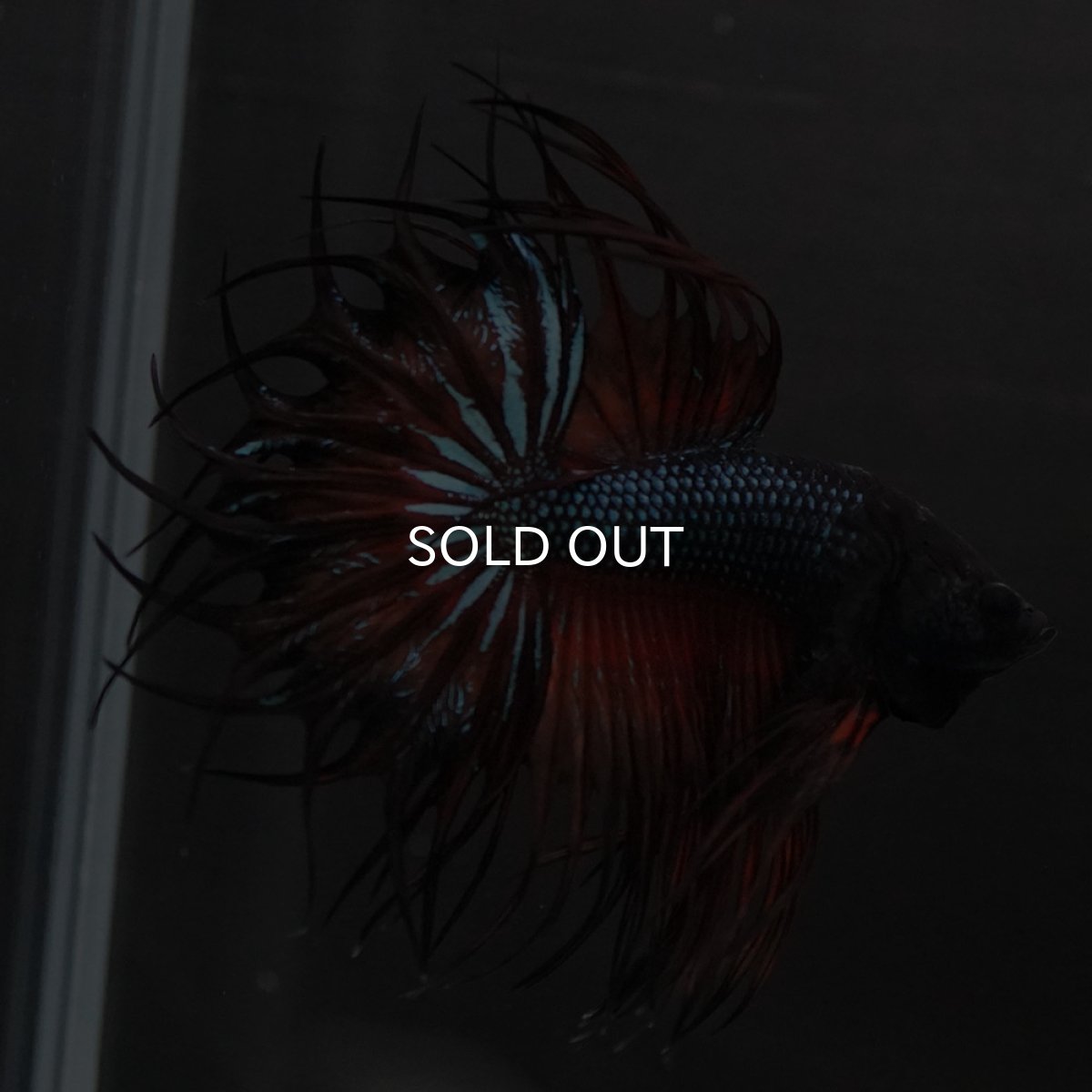 画像3: KCT　マスタード (3)