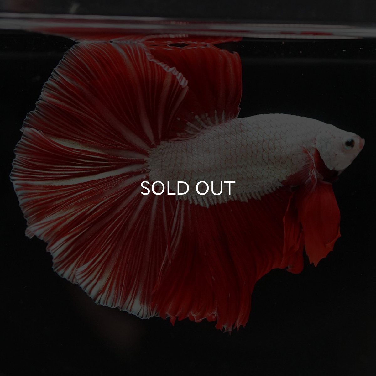 画像5: HM　プラチナレッドドラゴン (5)