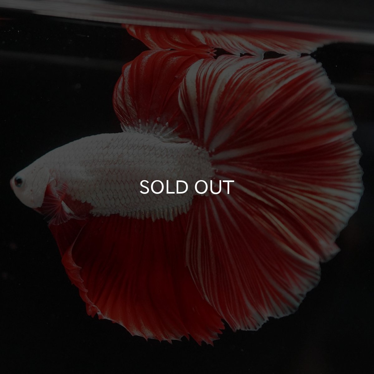 画像2: HM　プラチナレッドドラゴン (2)