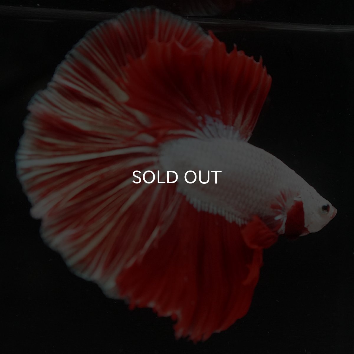 画像4: HM　プラチナレッドドラゴン (4)