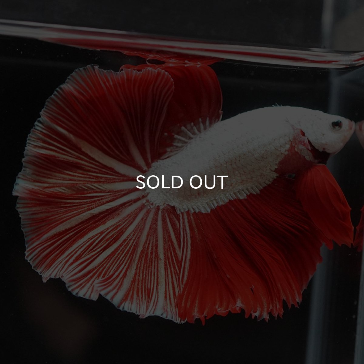 画像3: HM　プラチナレッドドラゴン (3)