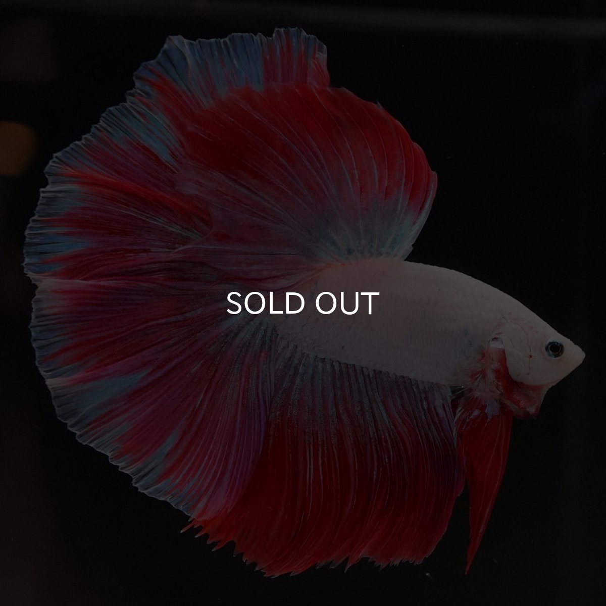 画像2: HM　ホワイトファンシー (2)