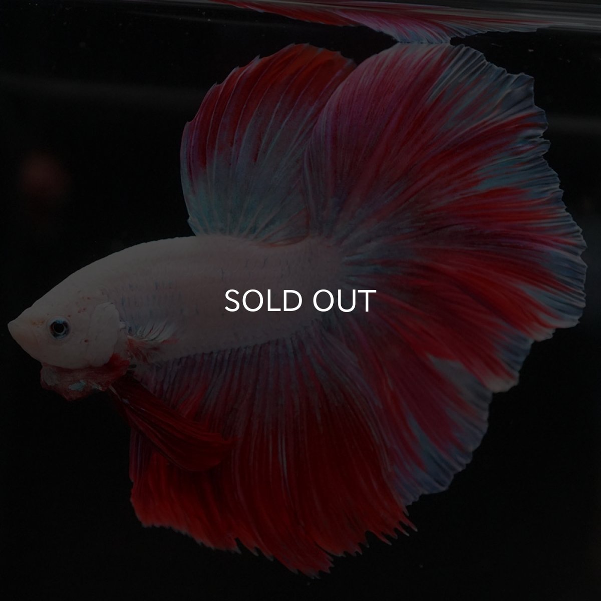 画像3: HM　ホワイトファンシー (3)