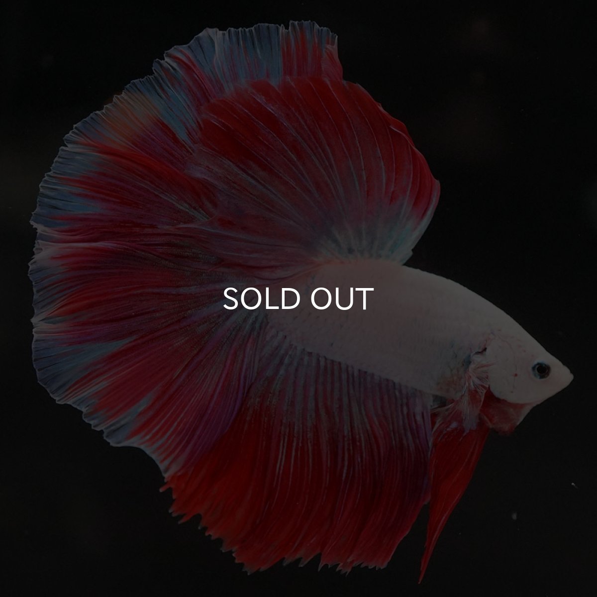 画像8: HM　ホワイトファンシー (8)