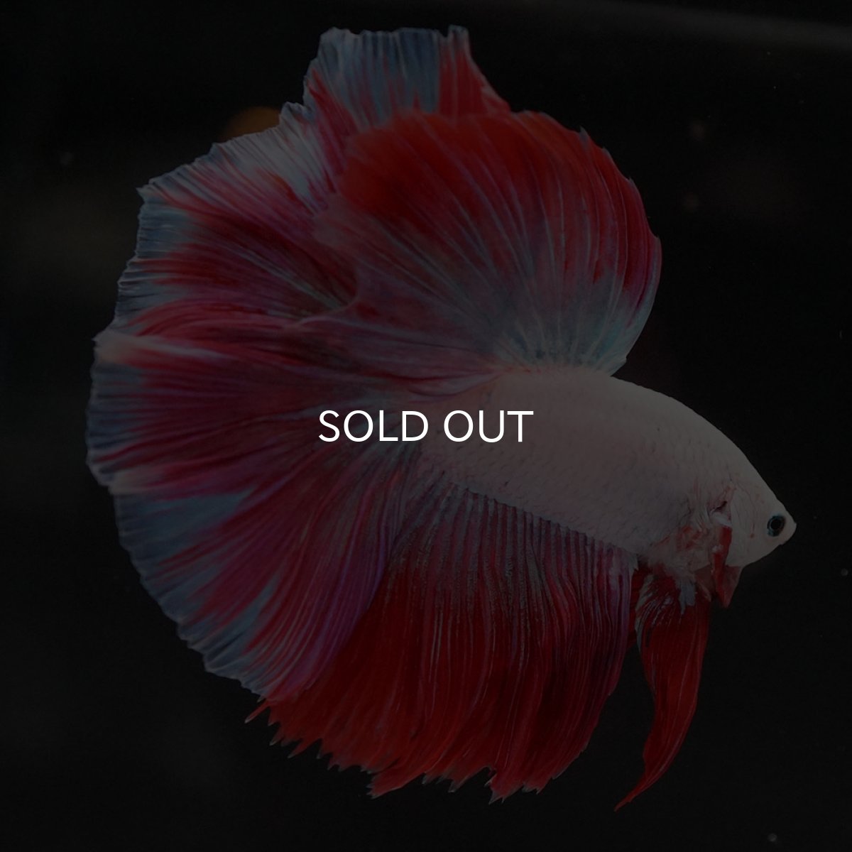 画像6: HM　ホワイトファンシー (6)