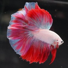 画像6: HM　ホワイトファンシー (6)