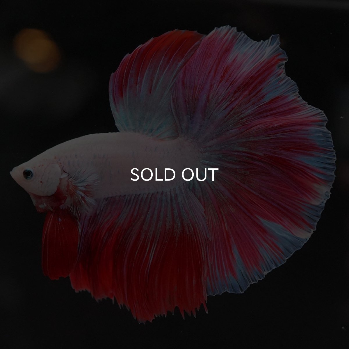 画像10: HM　ホワイトファンシー (10)