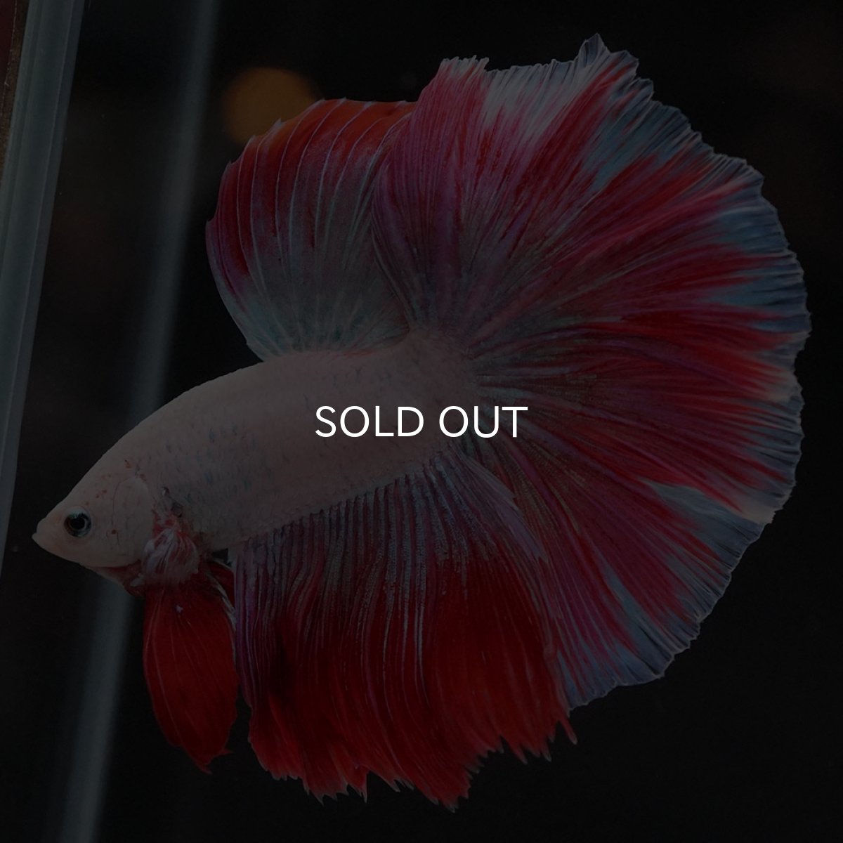 画像9: HM　ホワイトファンシー (9)