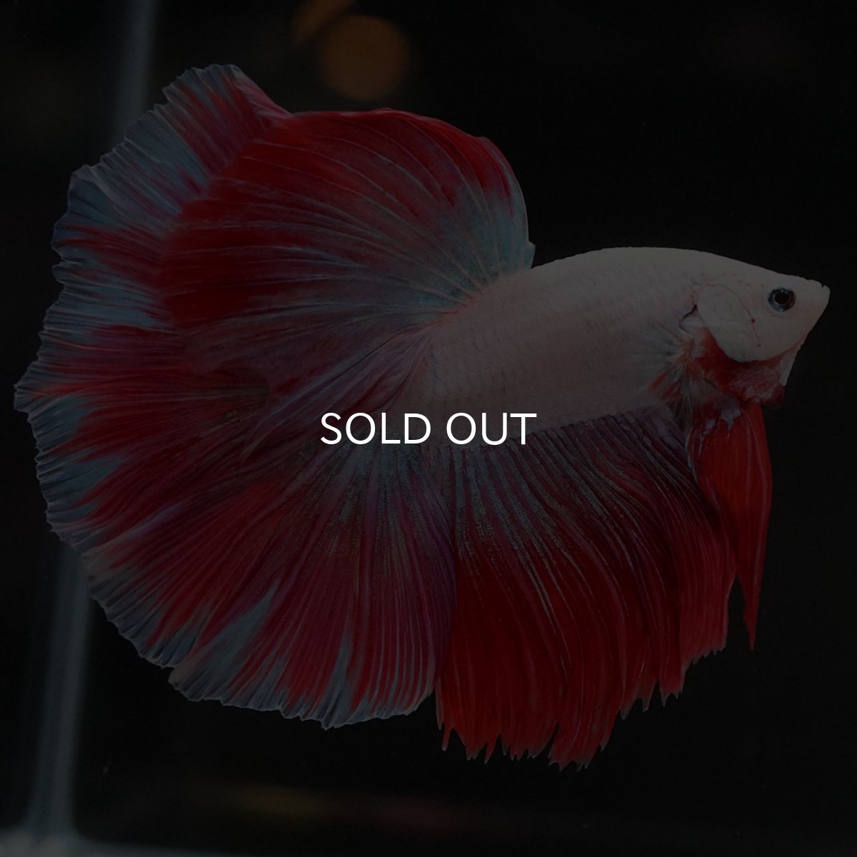 画像4: HM　ホワイトファンシー (4)