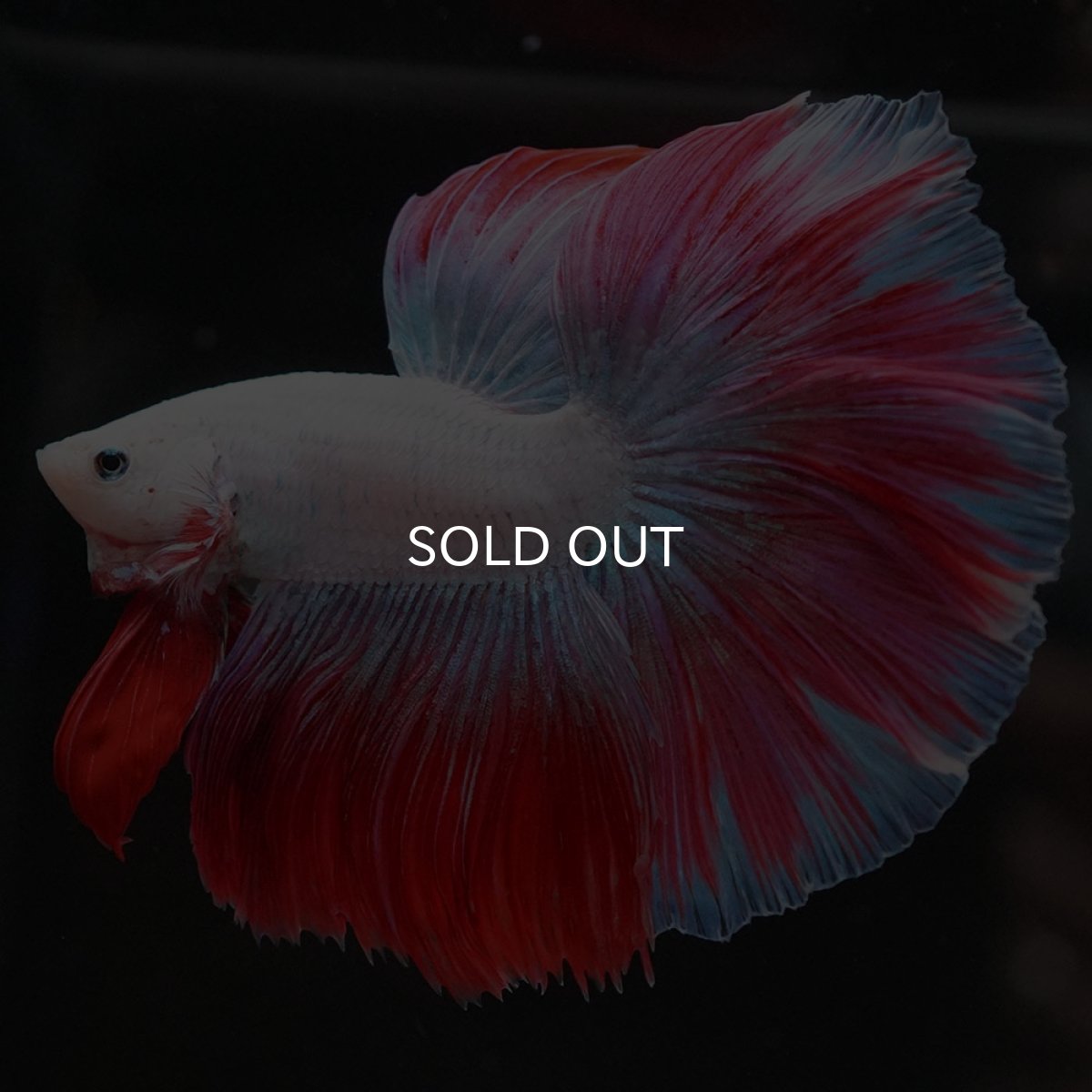 画像7: HM　ホワイトファンシー (7)