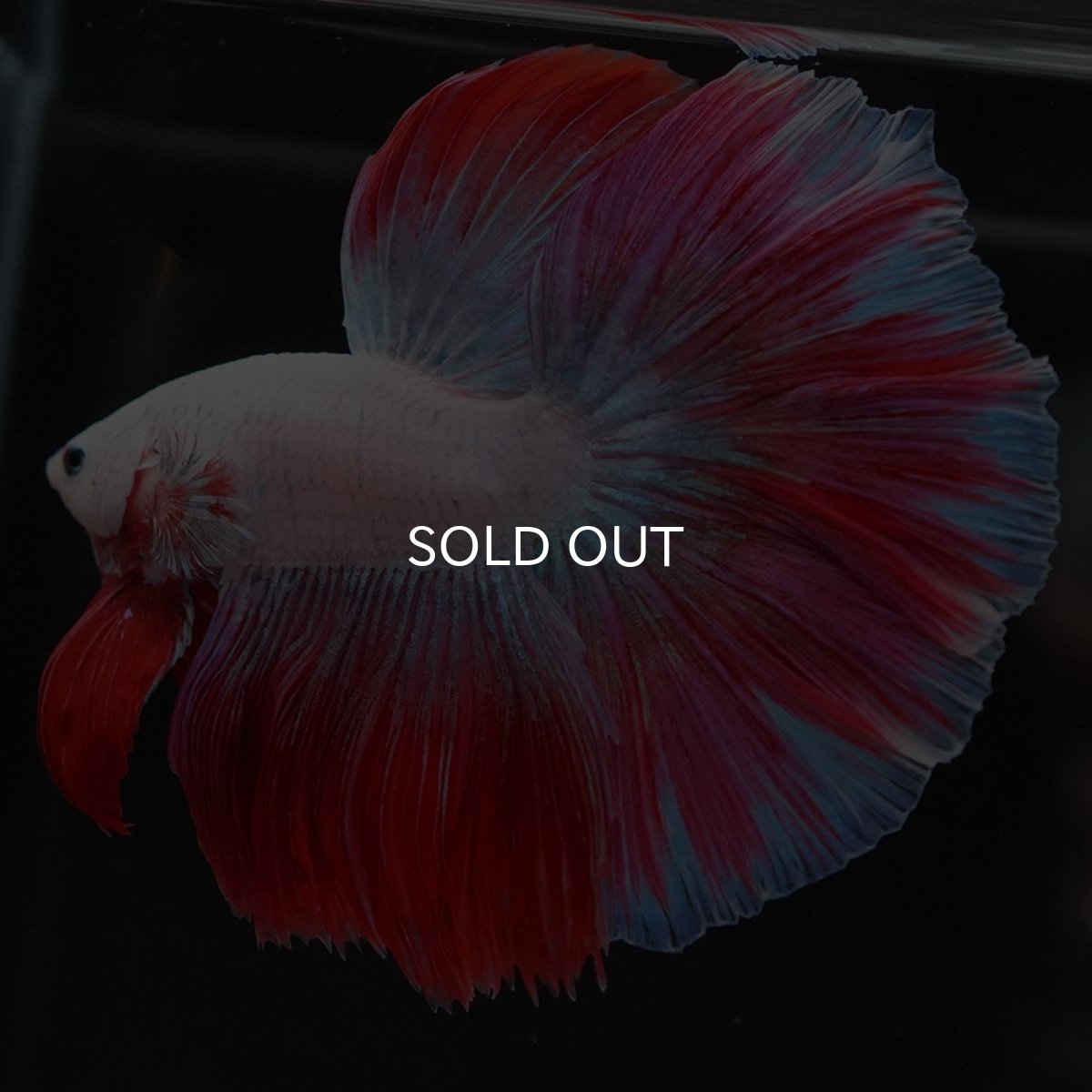 画像5: HM　ホワイトファンシー (5)