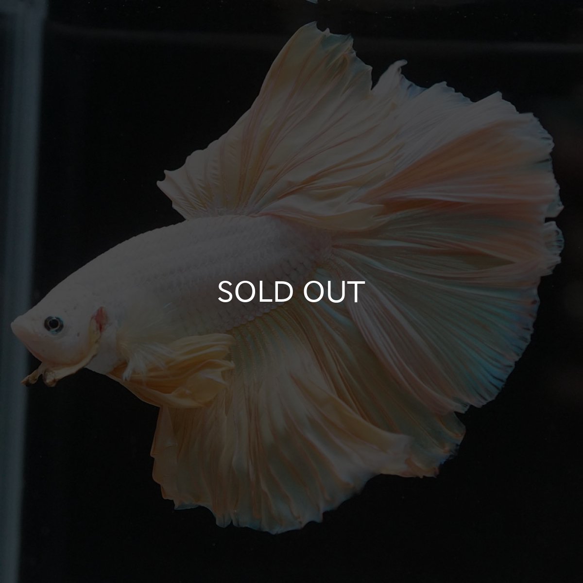 画像2: HM　イエローファンシー (2)