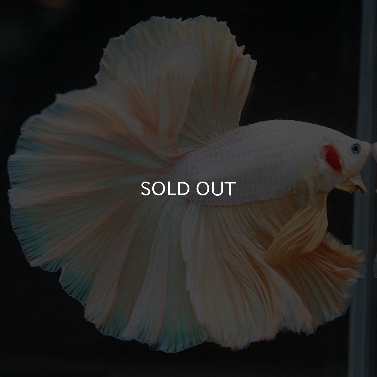 画像6: HM　イエローファンシー (6)