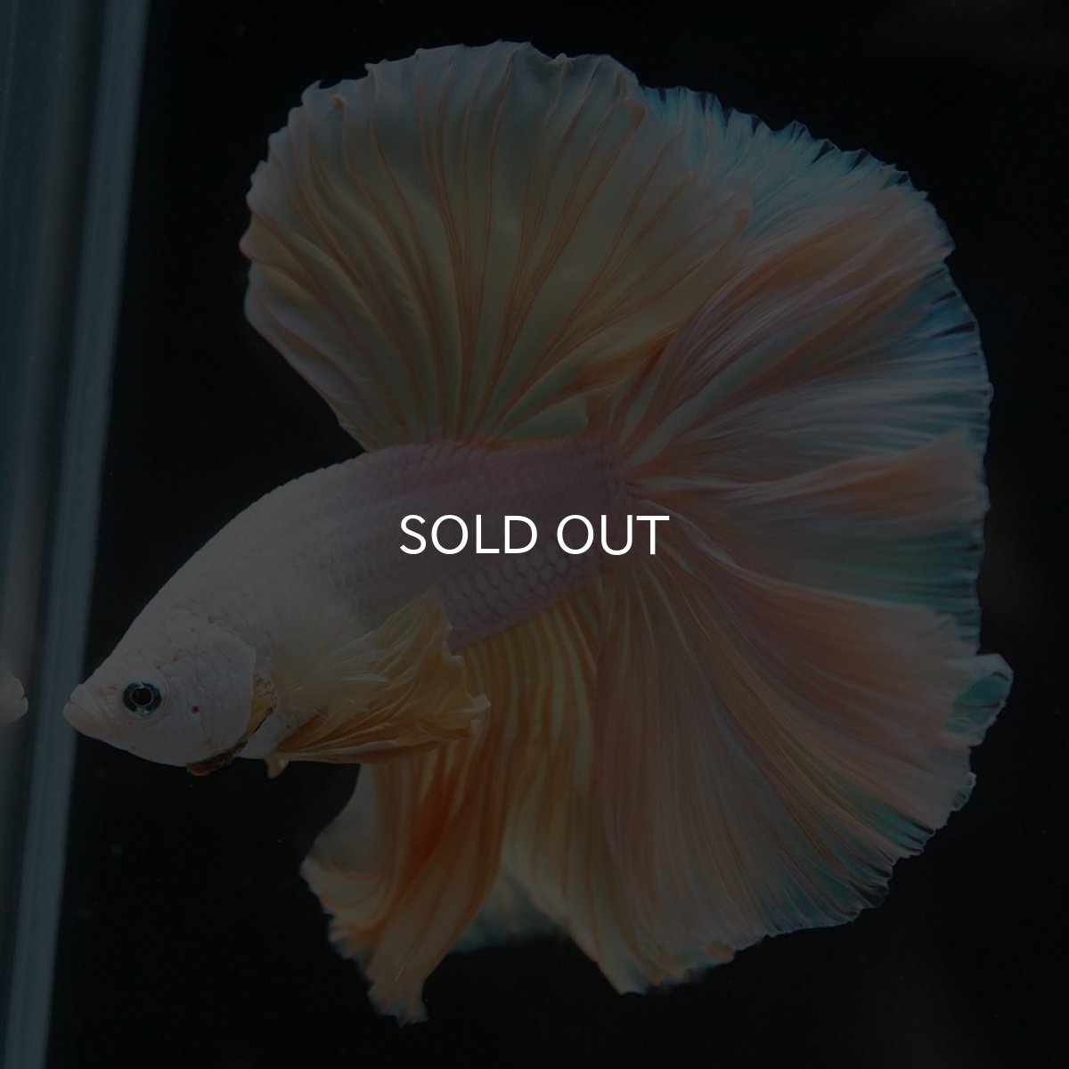 画像4: HM　イエローファンシー (4)