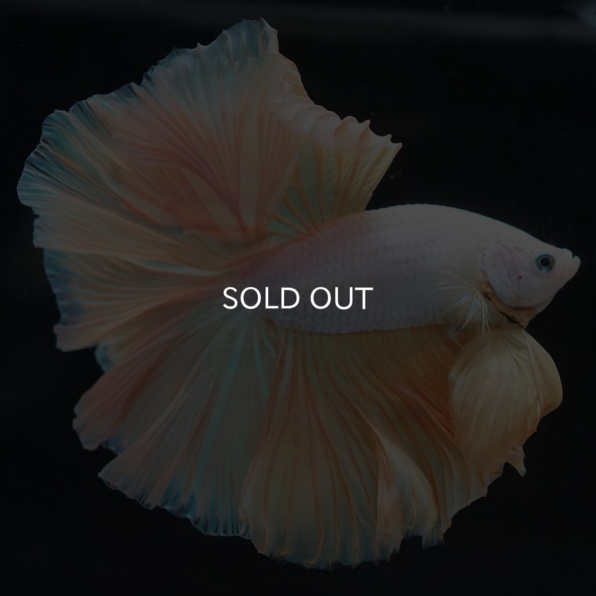 画像3: HM　イエローファンシー (3)