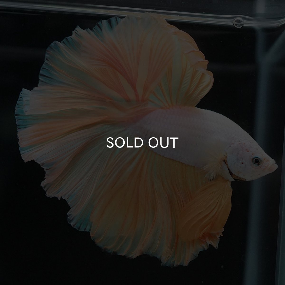 画像5: HM　イエローファンシー (5)