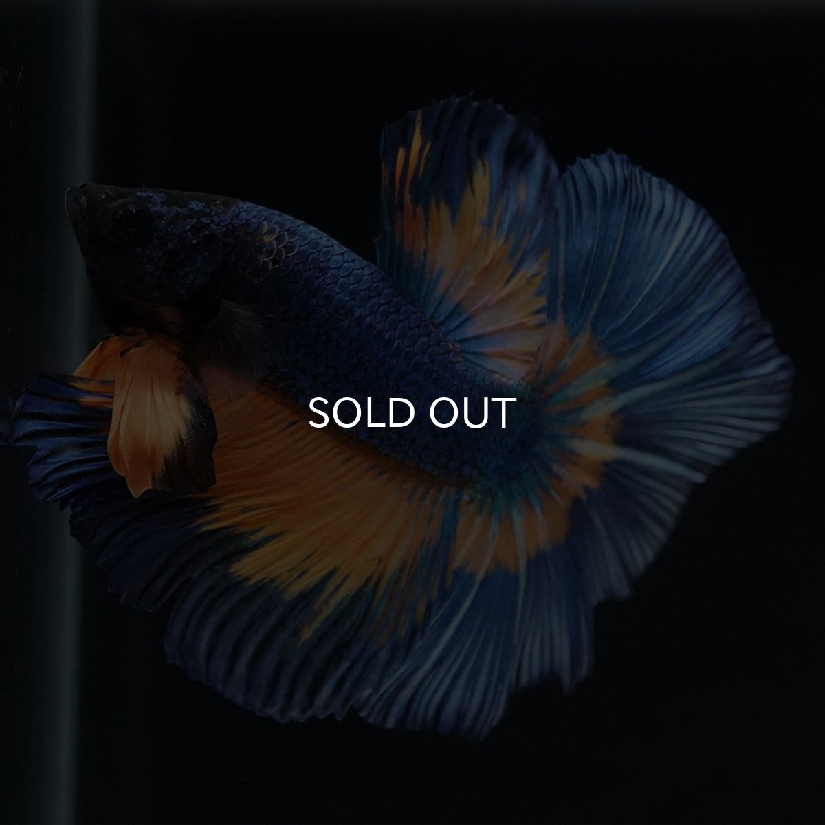 画像5: HM　マスタードガス (5)