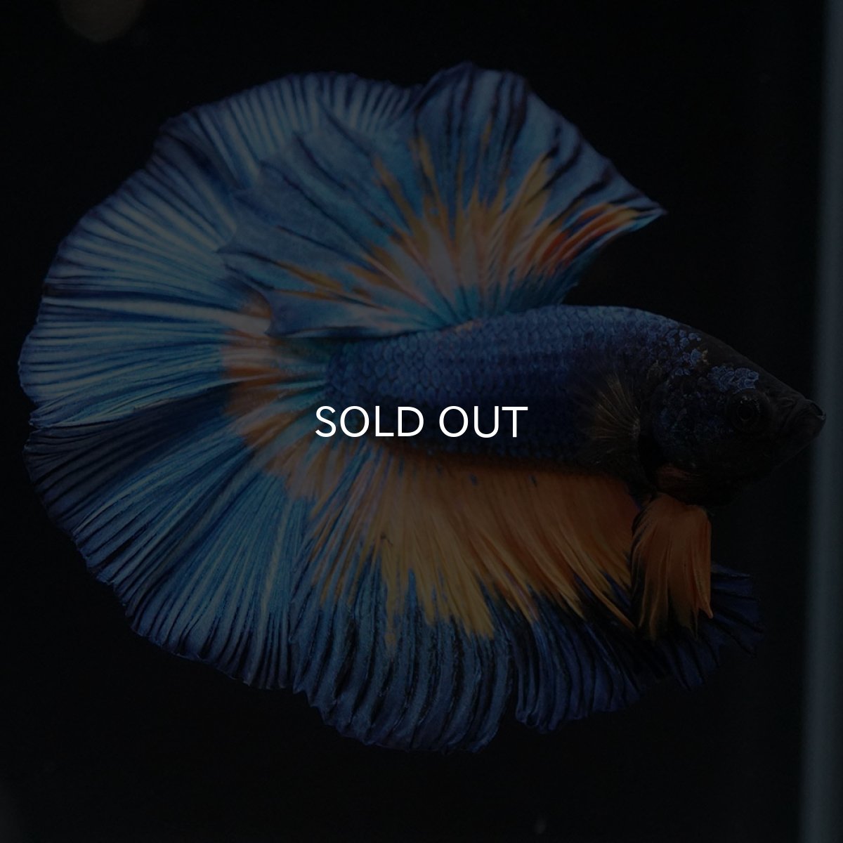 画像2: HM　マスタードガス (2)