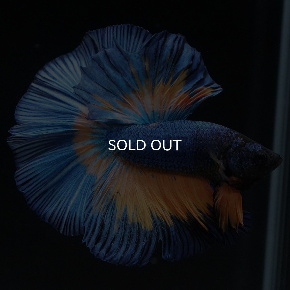 画像8: HM　マスタードガス (8)