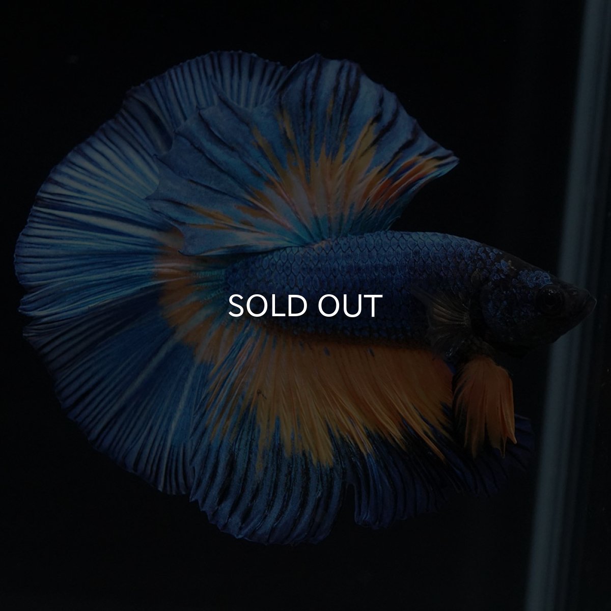 画像7: HM　マスタードガス (7)