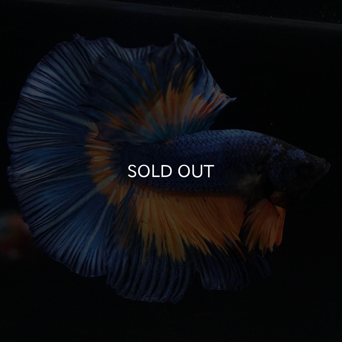 画像6: HM　マスタードガス (6)