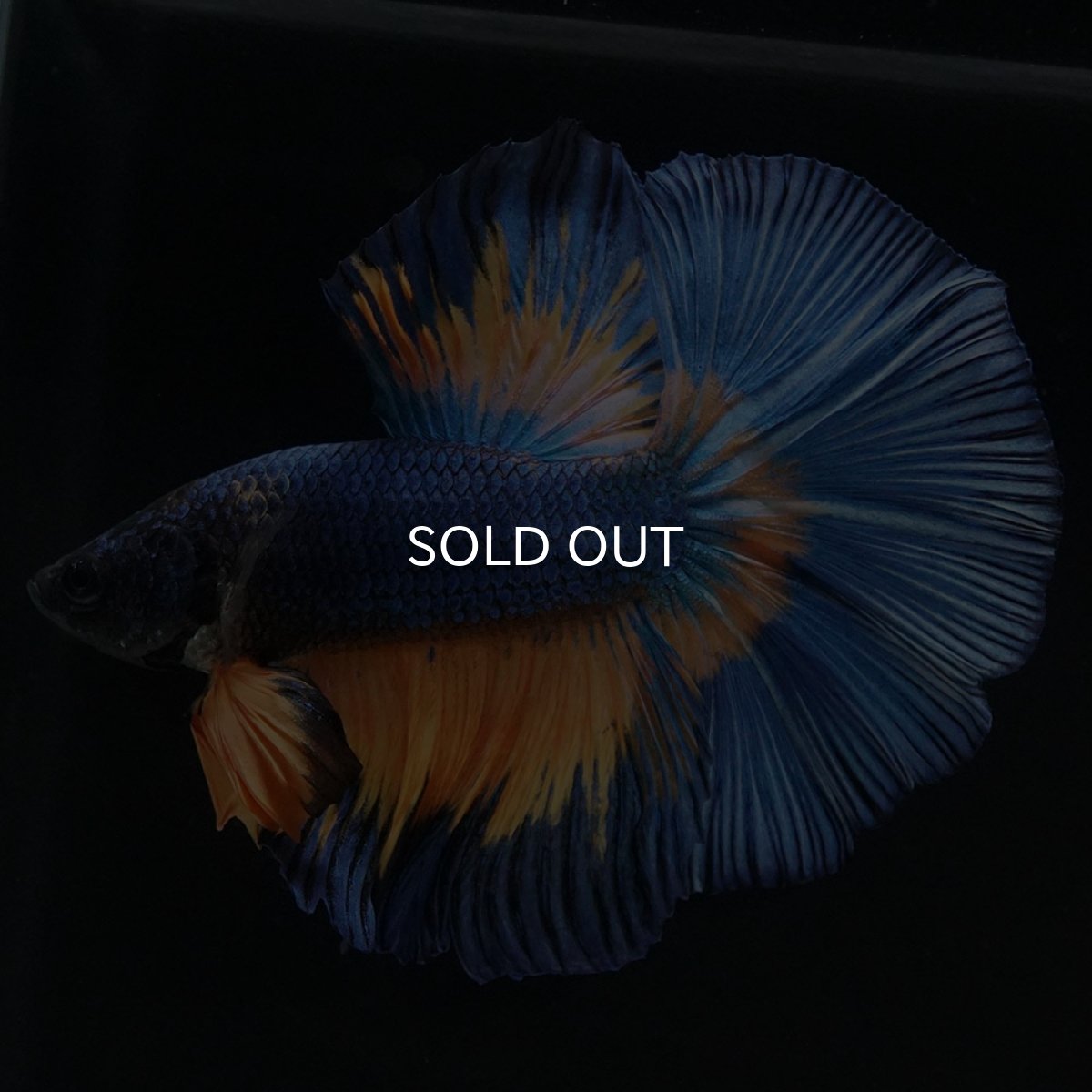 画像3: HM　マスタードガス (3)