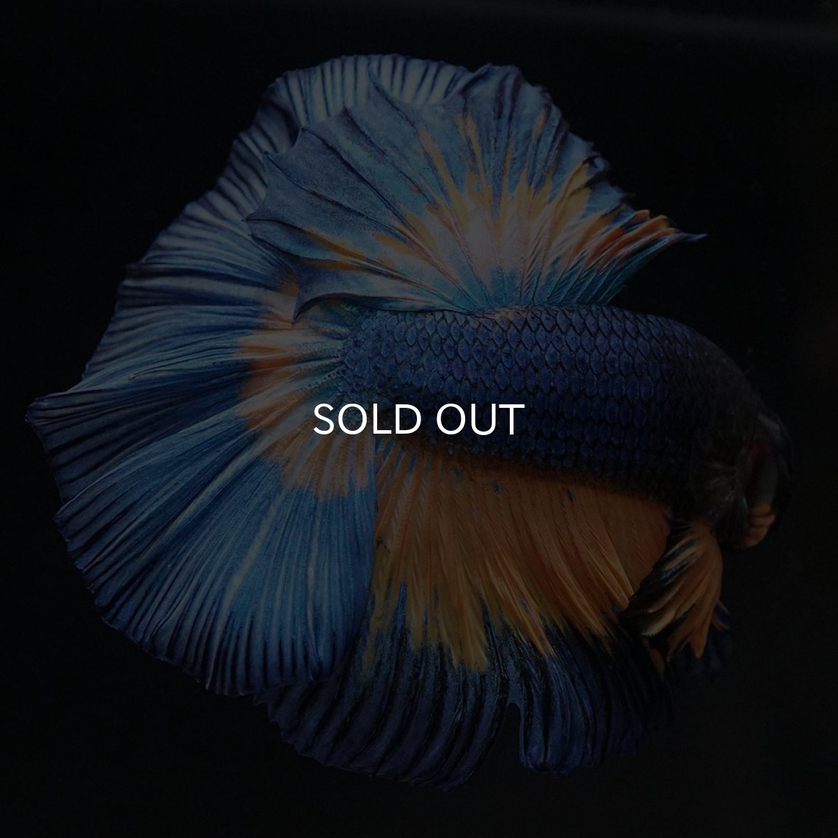 画像4: HM　マスタードガス (4)