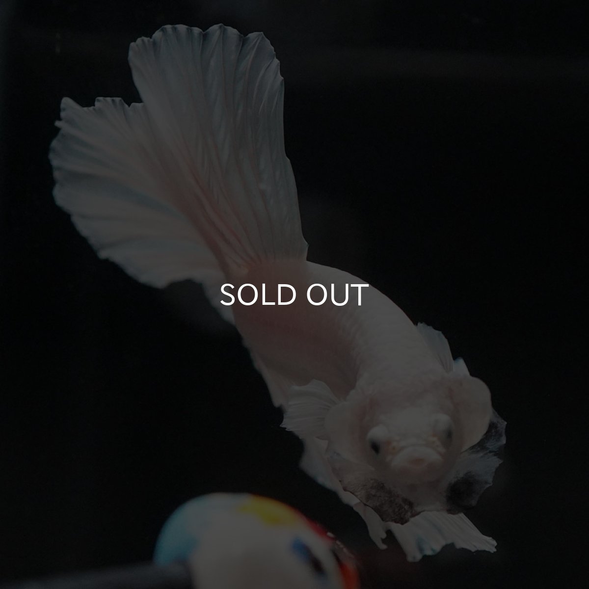 画像3: HM　ホワイト (3)