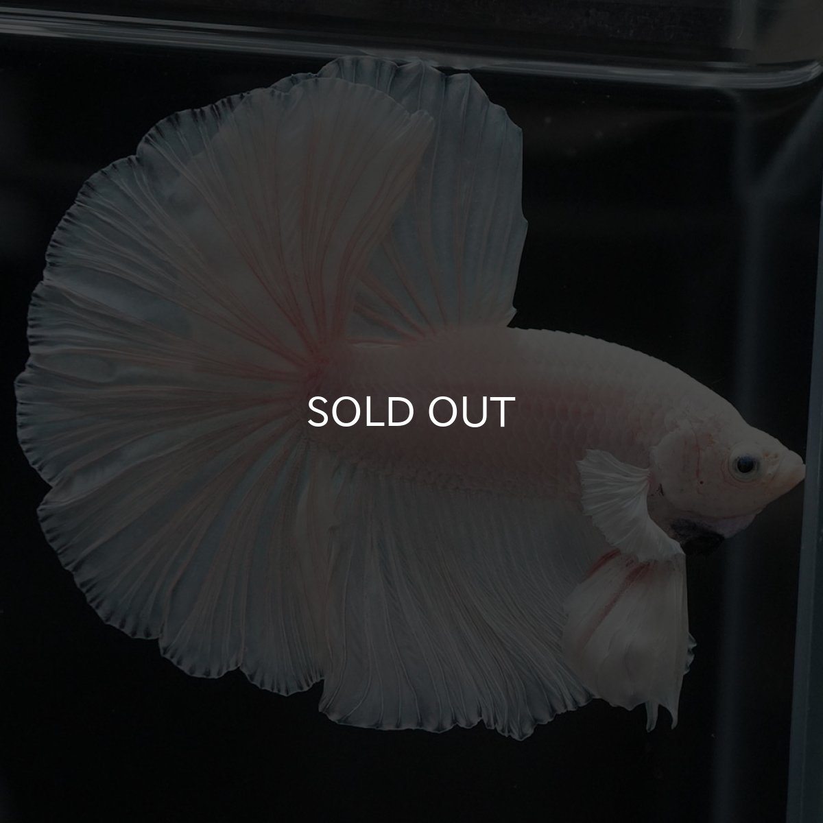 画像8: HM　ホワイト (8)