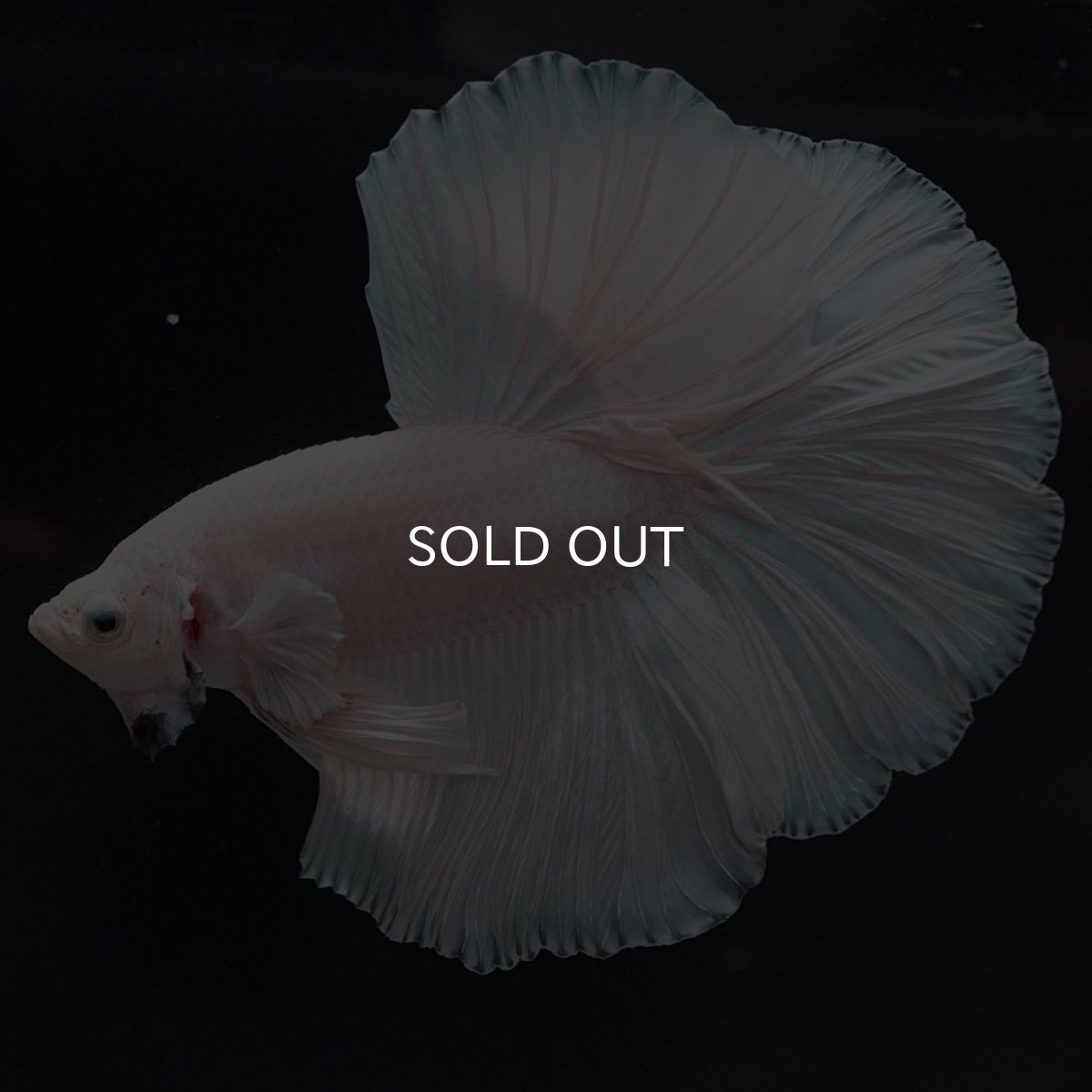 画像7: HM　ホワイト (7)