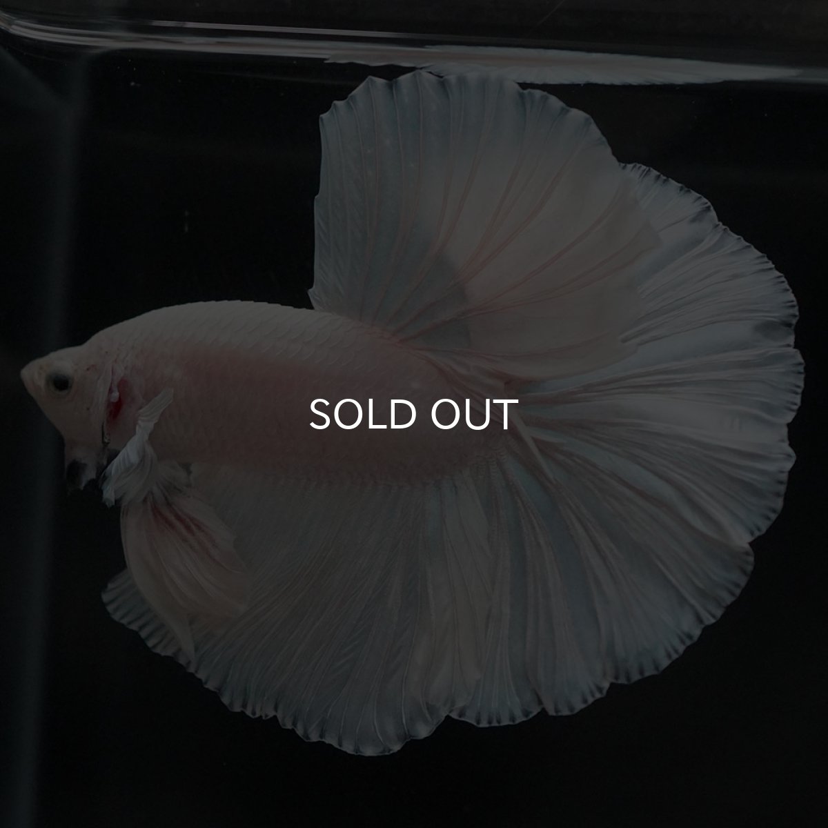 画像2: HM　ホワイト (2)